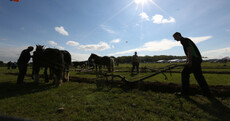 Scoring all over the field: Irish ploughing experts share their tricks of the trade