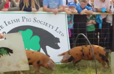 'You're through the ring of fire': Take a tour of the 'Pig Olympics' course at the Ploughing