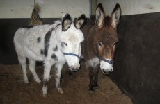 ISPCA rescues five donkeys in one week
