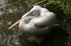 Russian officials feed pelicans as ocean freezes over