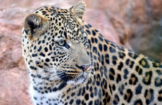 Over 100 people are trying to catch a leopard on the loose in an Indian car factory
