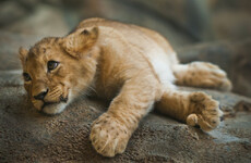 Half-starved lion cub found 'wasting away' in abandoned Paris apartment