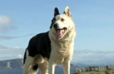 Meet Dime: the sheepdog who only understands Irish