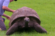 At 185 years old, 'the world's oldest land animal' is about to get a lot busier