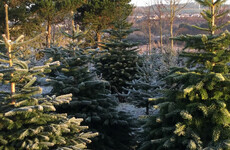 How conflict in Ukraine and frost in Germany affect Irish Christmas tree growers