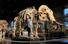 10,000-year-old skeleton of woolly mammoth sells for over €500,000 at auction