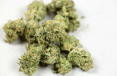 Elderly couple said $330,000-worth of marijuana was for Christmas presents