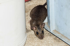 Roma children living in 'overcrowded houses with rats, damp and sewage'