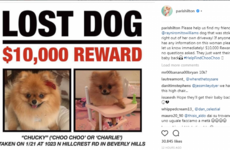 Paris Hilton is offering an €8,000 reward to get her friend's stolen dog back... it's the Dredge