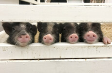 7 family events to head along to this weekend - from micro pigs to musical picnics