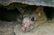 Food businesses closed due to 'overflowing human excrement' and 'presence of a live rodent'