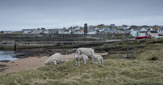 Families say they will leave Tory Island if 42-year-old ferry comes into service