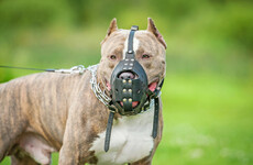 Owner of dog that killed a man jailed for 10 years in Leeds