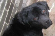 Owner receives lifetime ban from having a dog after labrador found in 'cruel' conditions