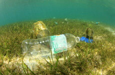Most deepwater fish have ingested microplastics, new Irish study finds