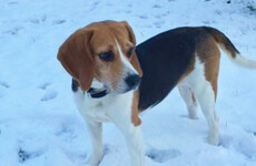 Here's how to keep your pets warm and safe from The Beast this week