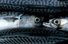 Ireland pushes for sanctions against Faroe Islands, Iceland for 'unsustainable fishing'