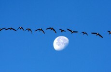 Flying like a bird: man soars after building his own wings