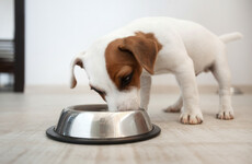 Whatever is happening to that 'dog's dinner' of a Bill?