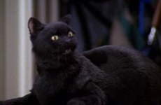10 things only people who live with cats will know in their hearts to be true
