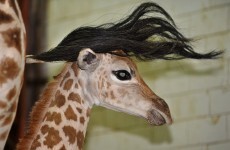 It's Friday, so here's a slideshow of baby giraffes from around the world