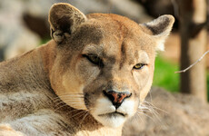 Mountain biker killed by cougar despite 'doing everything right' and facing down the beast