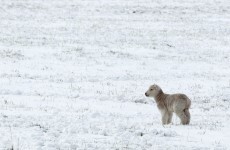 Tonight will be bitterly cold, warns Met Éireann