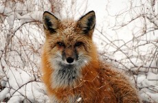It’s Friday, so here’s a slideshow of foxes from around the world
