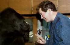 Koko, the famous gorilla who mastered sign language and cared for a kitten, has died