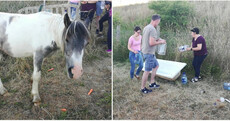 Video: Volunteers work to keep abandoned horses in Dublin hydrated during the heatwave