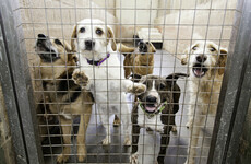 Number of dogs being 'put down' by pounds falls by 40%