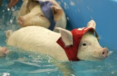 It's Friday, so here's a slideshow of piglets from around the world