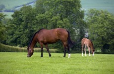 Ireland to share horse breeding knowledge with China