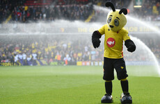 Hodgson brands Harry the Hornet a disgrace ahead of Watford clash