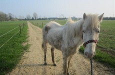 ISPCA rescue abandoned horse in north Cork