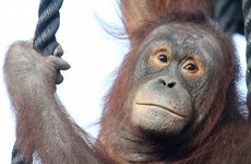 Dublin Zoo closed and people urged not to walk in Phoenix Park