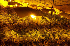 'It can make a massive difference to cases': Legal experts question garda cannabis plant valuation