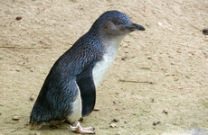 58 fairy penguins killed in suspected dog attack in Australia