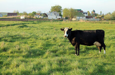 Case of BSE - or 'Mad Cow Disease' -  confirmed in Scotland