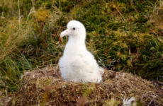 Giant mice are massacring two million seabirds every year