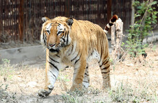 Man-eating Tiger killed in India after 150-strong man hunt