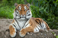 India minister turns on own party over killing of man-eating tiger after 150-strong man hunt