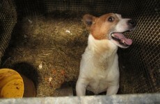 Over 20 dogs rescued from "squalid conditions" in Co Laois