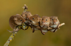 Weirdly shaped mouse sperm can be used to tell species apart
