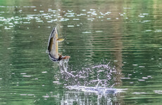 84 rivers to open for salmon fishing in 2019