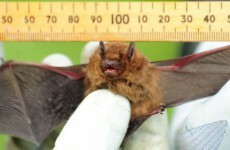 Bat experts gather in Dublin Castle to discuss 'hot topics'