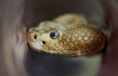 Man bitten by rattlesnake in Wal-Mart