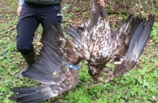 White-tailed eagles killed in Mayo and Donegal