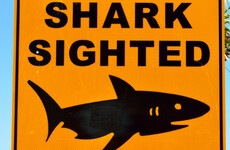 Fourth shark attack in six months at Great Barrier Reef
