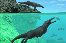 Fossil of prehistoric four-legged whale discovered in Peru
